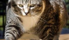 胖猫最新爆料新闻